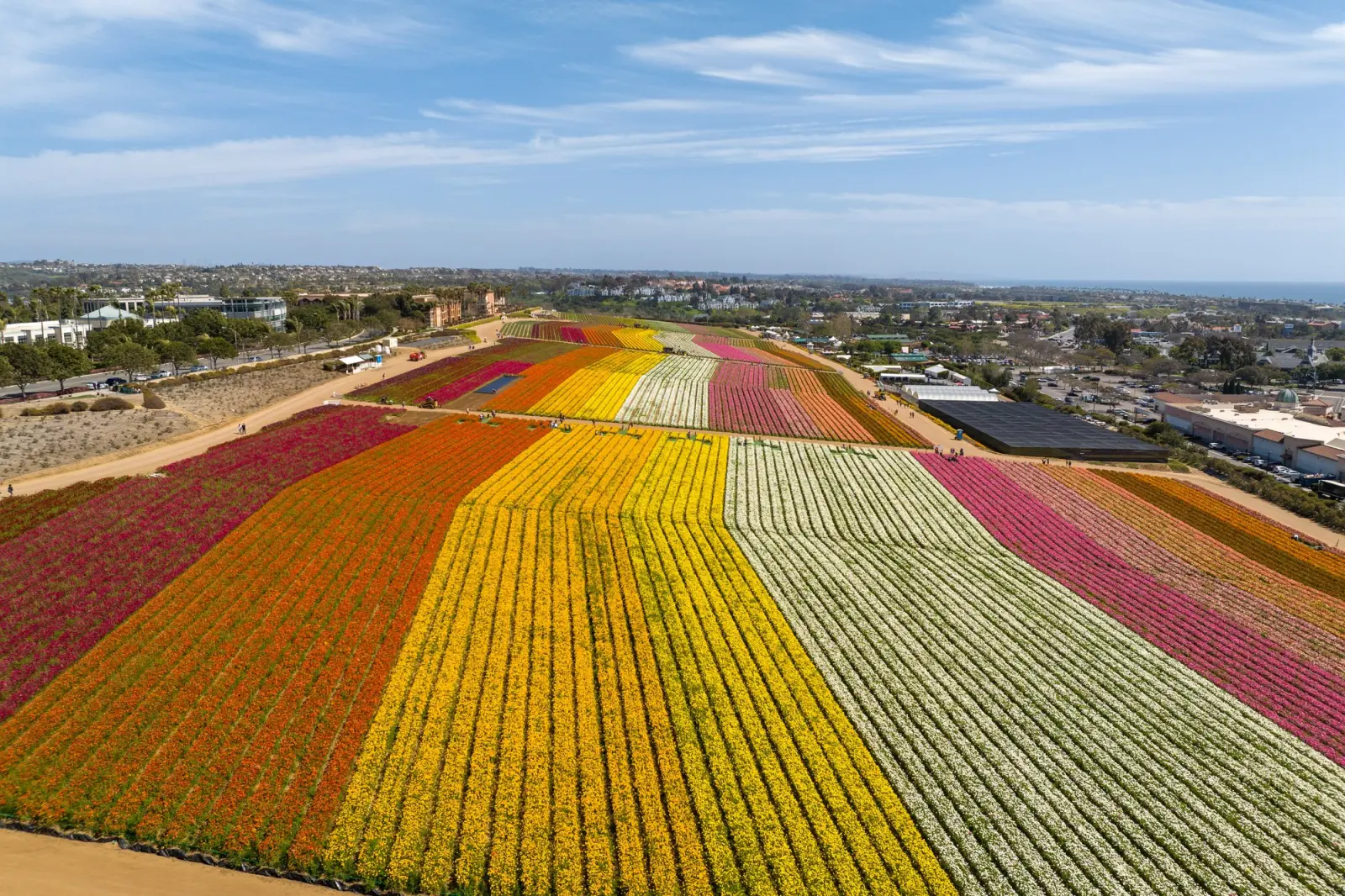 The Carlsbad Flower Fields, from the Spearhead Stock library