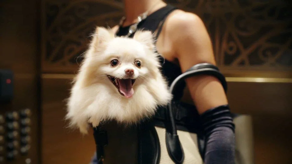 Dogs and Diamonds
