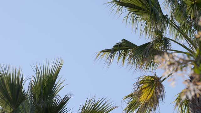 Sunny Day at Grandview Beach in Leucadia Encinitas | Video – 6