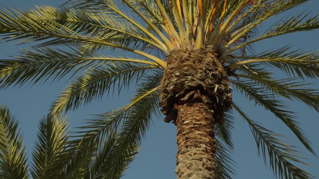 Palm Trees at Broadway and Harbor Drive Downtown San Diego Waterfront | Video