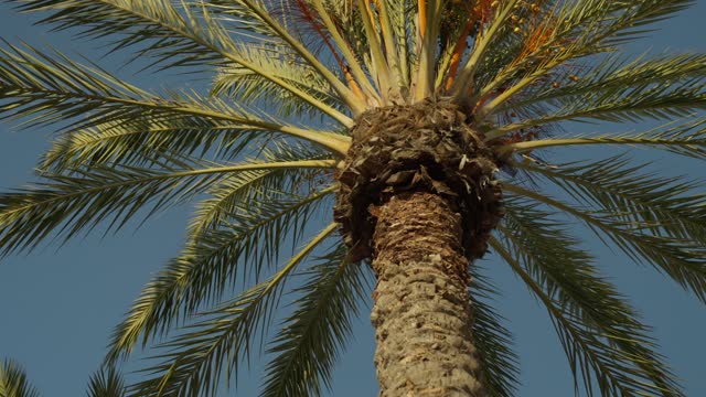 Palm Trees at Broadway and Harbor Drive Downtown San Diego Waterfront | Video – 1