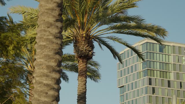 Palm Trees at Broadway and Harbor Drive Downtown San Diego Waterfront | Video – 2