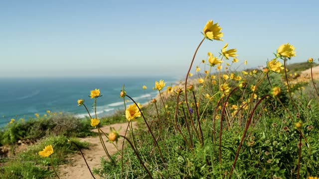 Looking over the cliffs and trails at Torrey Pines and Black’s Beach on a beautiful Day in La Jolla | Video – 2