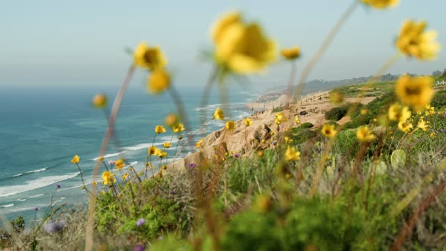 Looking over the cliffs and trails at Torrey Pines and Black’s Beach on a beautiful Day in La Jolla | Video – 8
