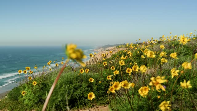 Looking over the cliffs and trails at Torrey Pines and Black’s Beach on a beautiful Day in La Jolla | Video – 13