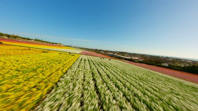 The Flower Fields at Carlsbad Ranch | FPV Drone Video – 1