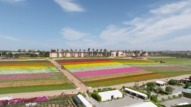 Sunny Day at the The Flower Fields in Carlsbad San Diego. Carlsbad Flower Fields | Drone Video