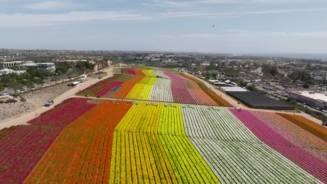 Sunny Day at the The Flower Fields in Carlsbad San Diego. Carlsbad Flower Fields | Drone Video – 1