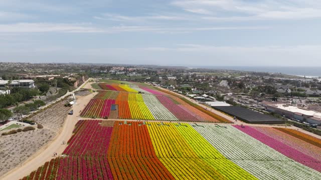 Sunny Day at the The Flower Fields in Carlsbad San Diego. Carlsbad Flower Fields | Drone Video – 2