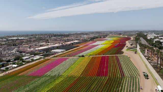 Sunny Day at the The Flower Fields in Carlsbad San Diego. Carlsbad Flower Fields | Drone Video – 3