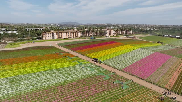 Sunny Day at the The Flower Fields in Carlsbad San Diego. Carlsbad Flower Fields | Drone Video – 8