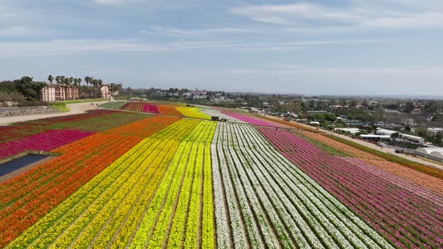 Sunny Day at the The Flower Fields in Carlsbad San Diego. Carlsbad Flower Fields | Drone Video – 7