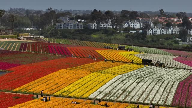 Sunny Day at the The Flower Fields in Carlsbad San Diego. Carlsbad Flower Fields | Drone Video – 5
