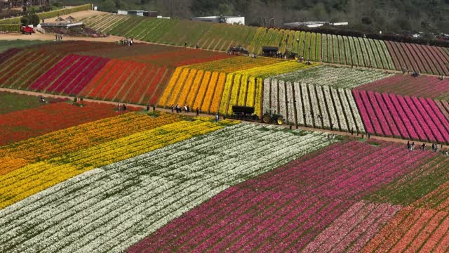 Sunny Day at the The Flower Fields in Carlsbad San Diego. Carlsbad Flower Fields | Drone Video – 4