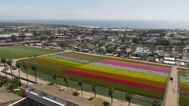 Sunny Day at the The Flower Fields in Carlsbad San Diego. Carlsbad Flower Fields | Drone Video – 9