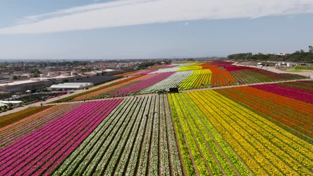 Sunny Day at the The Flower Fields in Carlsbad San Diego. Carlsbad Flower Fields | Drone Video – 10