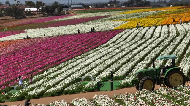 Sunny Day at the The Flower Fields in Carlsbad San Diego. Carlsbad Flower Fields | Drone Video – 11
