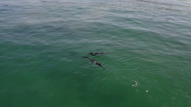 Dolphins playing in the ocean with Surfers at Moonlight Beach in Encinitas San Diego California | Drone Video