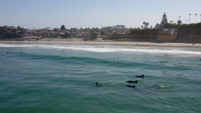 Dolphins playing in the ocean with Surfers at Moonlight Beach in Encinitas San Diego California | Drone Video – 2