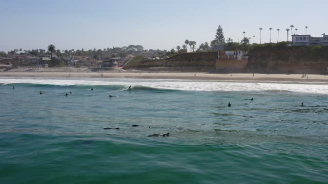 Dolphins playing in the ocean with Surfers at Moonlight Beach in Encinitas San Diego California | Drone Video – 3