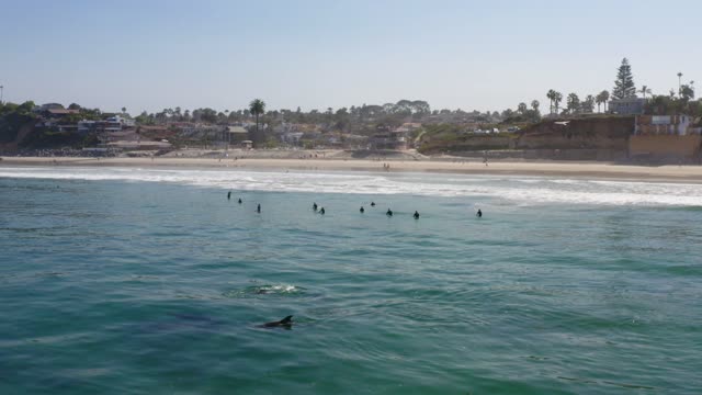 Dolphins playing in the ocean with Surfers at Moonlight Beach in Encinitas San Diego California | Drone Video – 4